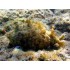 DOLABELLA AURICULARIA