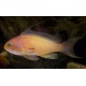 PSEUDANTHIAS SQUAMIPINNIS HEMBRA