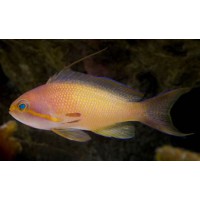 PSEUDANTHIAS SQUAMIPINNIS HEMBRA