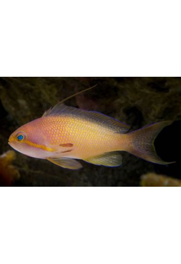 PSEUDANTHIAS SQUAMIPINNIS HEMBRA