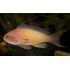 PSEUDANTHIAS SQUAMIPINNIS