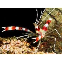GAMBA STENOPUS HISPIDUS BOXEADORA