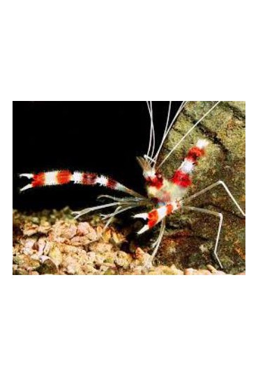 GAMBA STENOPUS HISPIDUS BOXEADORA GAMBA STENOPUS HISPIDUS BOXEADORA