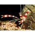 GAMBA STENOPUS HISPIDUS BOXEADORA