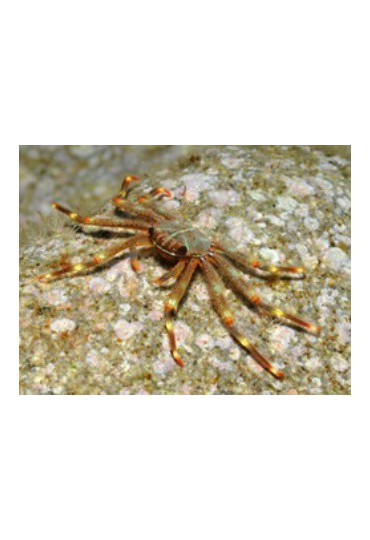 PERCNON GIBBESI