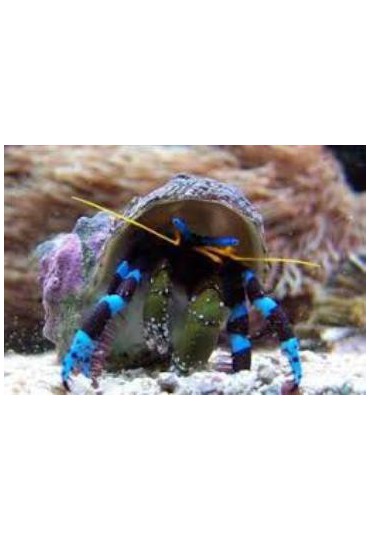 CALCINUS ELEGANS CALCINUS ELEGANS