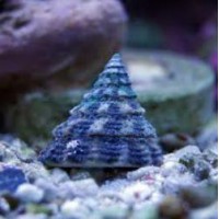 TECTUS FENESTRATUS