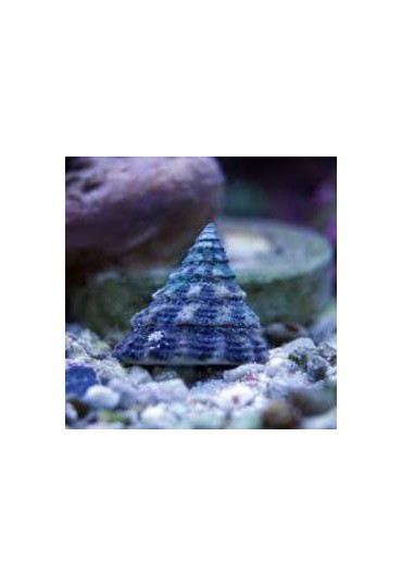 TECTUS FENESTRATUS