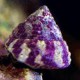 TROCHUS HISTRIO