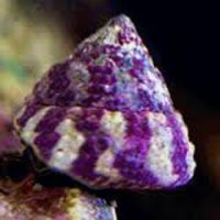 TROCHUS HISTRIO