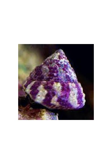 TROCHUS HISTRIO TROCHUS HISTRIO