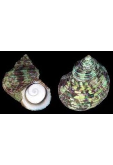 TURBO BRUNNEUS TURBO BRUNNEUS