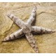 ESTRELLA ARCHASTER ANGULATUS