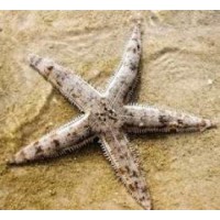 ESTRELLA ARCHASTER ANGULATUS