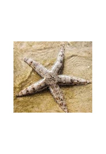 ESTRELLA ARCHASTER ANGULATUS ESTRELLA ARCHASTER ANGULATUS