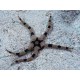 OPHIOLEPIS SUPERBA