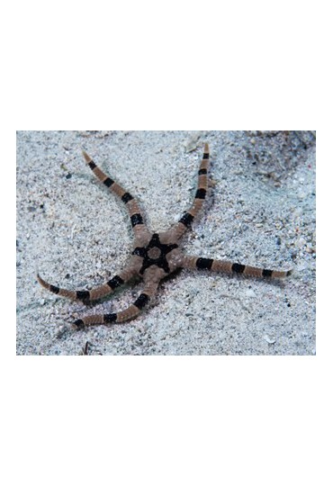 OPHIOLEPIS SUPERBA OPHIOLEPIS SUPERBA