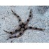 OPHIOLEPIS SUPERBA
