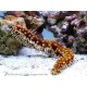 HOLOTHURIA HILLA