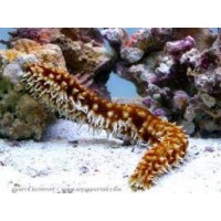 HOLOTHURIA HILLA