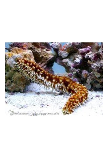 HOLOTHURIA HILLA HOLOTHURIA HILLA