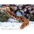 HOLOTHURIA HILLA