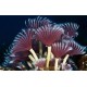 SABELLASTARTE SPECTABILIS