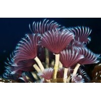 SABELLASTARTE SPECTABILIS