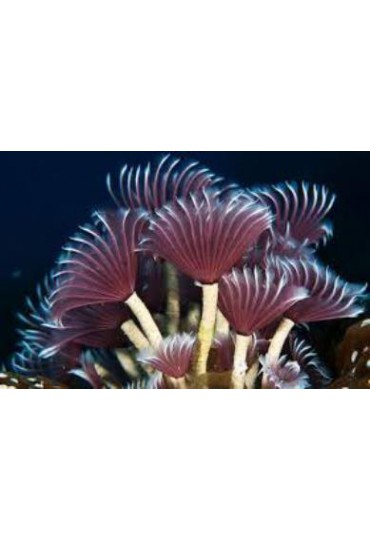SABELLASTARTE SPECTABILIS SABELLASTARTE SPECTABILIS