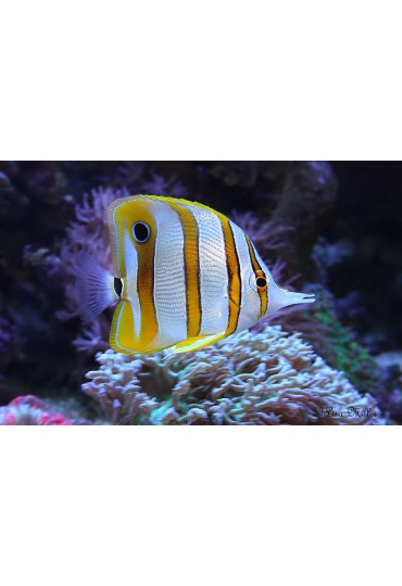 CHELMON ROSTRATUS CHELMON ROSTRATUS