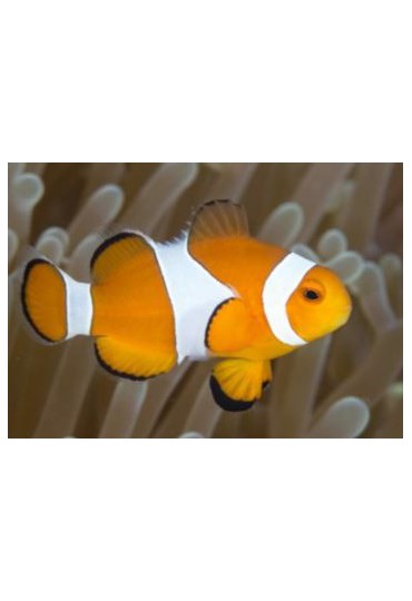 AMPHIPRION OCELLARIS AMPHIPRION OCELLARIS