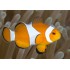 AMPHIPRION OCELLARIS 3-4 CM