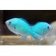 CHROMIS VIRIDIS