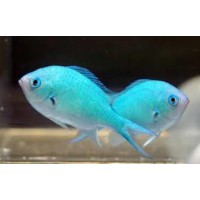 CHROMIS VIRIDIS