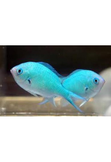 CHROMIS VIRIDIS CHROMIS VIRIDIS