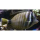 ZEBRASOMA DESJARDINI