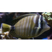 ZEBRASOMA DESJARDINI
