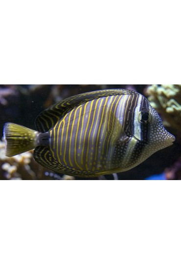 ZEBRASOMA DESJARDINI ZEBRASOMA DESJARDINI