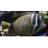 ZEBRASOMA DESJARDINI