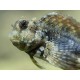 SALARIAS FASCIATUS