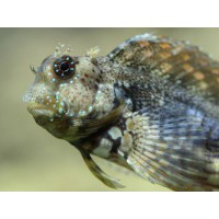 SALARIAS FASCIATUS