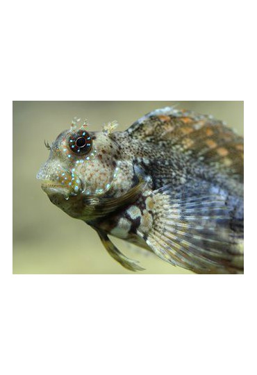 SALARIAS FASCIATUS SALARIAS FASCIATUS