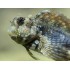 SALARIAS FASCIATUS
