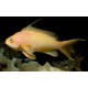 PSEUDANTHIAS SQUAMIPINNIS MACHO