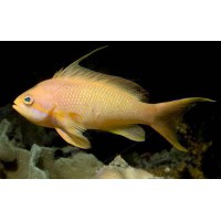 PSEUDANTHIAS SQUAMIPINNIS MACHO