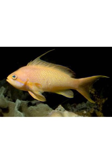 PSEUDANTHIAS SQUAMIPINNIS MACHO PSEUDANTHIAS SQUAMIPINNIS MACHO