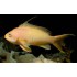 PSEUDANTHIAS SQUAMIPINNIS MACHO