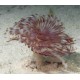 SABELLASTARTE