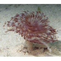 SABELLASTARTE