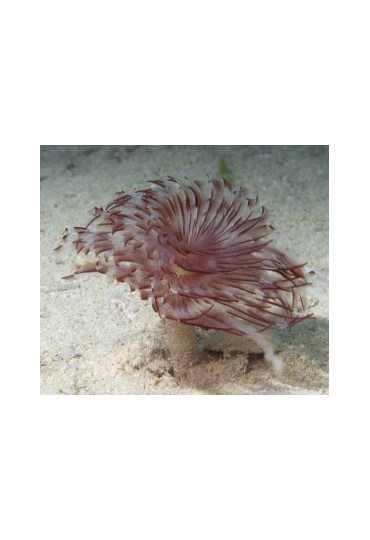 SABELLASTARTE